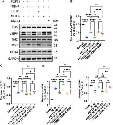 FGF21 inhibits ferroptosis caused by mitochondrial damage to promote the repair of peripheral nerve injury